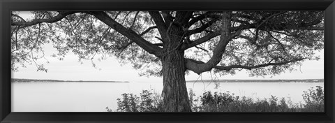 Framed Tree on a Lake, Wisconsin (black &amp; white) Print