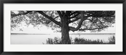 Framed Tree on a Lake, Wisconsin (black &amp; white) Print