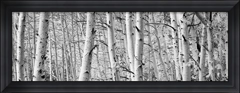 Framed Aspen trees in Winter, Rock Creek Lake, California Print