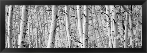 Framed Aspen trees in Winter, Rock Creek Lake, California Print