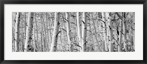 Framed Aspen trees in Winter, Rock Creek Lake, California Print