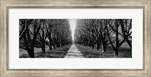Framed Trees along a walkway in black and white, Niagara Falls, Ontario, Canada Print