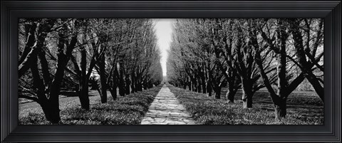Framed Trees along a walkway in black and white, Niagara Falls, Ontario, Canada Print