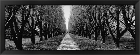 Framed Trees along a walkway in black and white, Niagara Falls, Ontario, Canada Print