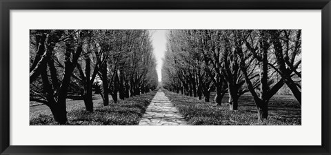 Framed Trees along a walkway in black and white, Niagara Falls, Ontario, Canada Print