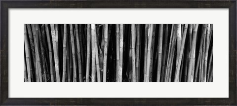 Framed Bamboo trees in a botanical garden, Kanapaha Botanical Gardens, Gainesville, Alachua County, Florida (black and white) Print