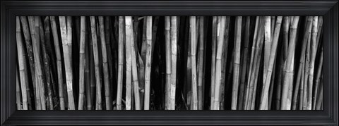 Framed Bamboo trees in a botanical garden, Kanapaha Botanical Gardens, Gainesville, Alachua County, Florida (black and white) Print