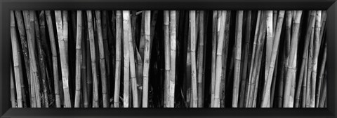 Framed Bamboo trees in a botanical garden, Kanapaha Botanical Gardens, Gainesville, Alachua County, Florida (black and white) Print