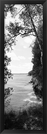 Framed Trees at the lakeside in black and white, Lake Michigan, Wisconsin Print