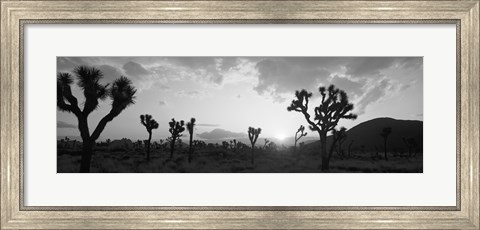 Framed Sunset, Joshua Tree Park, California (black and white) Print