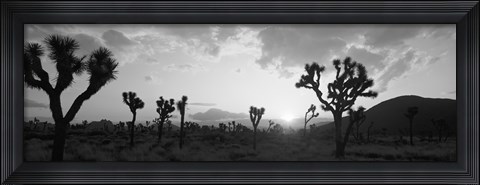 Framed Sunset, Joshua Tree Park, California (black and white) Print