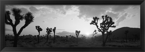 Framed Sunset, Joshua Tree Park, California (black and white) Print