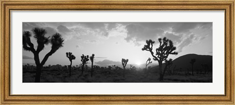 Framed Sunset, Joshua Tree Park, California (black and white) Print
