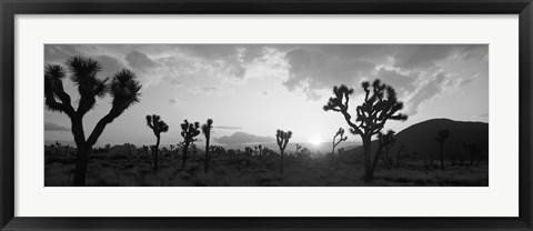 Framed Sunset, Joshua Tree Park, California (black and white) Print