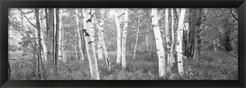 Framed Birch trees in a forest, Acadia National Park, Hancock County, Maine (black and white) Print