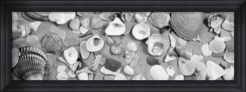 Framed High angle view of seashells Print