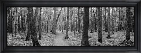 Framed USA, Michigan, Black River National Forest, Walkway running through a forest Print