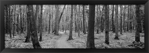 Framed USA, Michigan, Black River National Forest, Walkway running through a forest Print