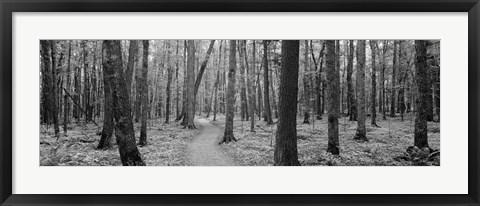 Framed USA, Michigan, Black River National Forest, Walkway running through a forest Print
