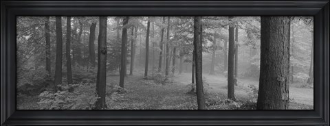 Framed Chestnut Ridge Park, Orchard Park, New York State (black and white) Print