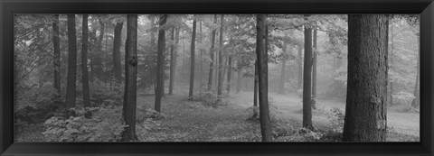 Framed Chestnut Ridge Park, Orchard Park, New York State (black and white) Print