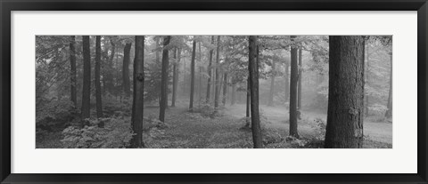 Framed Chestnut Ridge Park, Orchard Park, New York State (black and white) Print