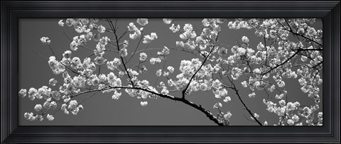 Framed Cherry Blossoms Washington DC (black and white) Print