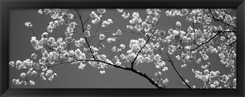 Framed Cherry Blossoms Washington DC (black and white) Print