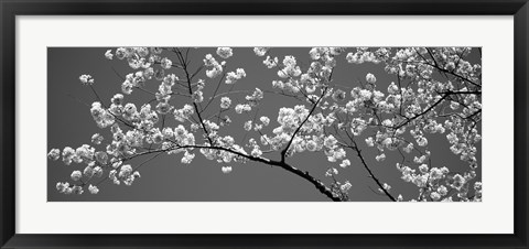Framed Cherry Blossoms Washington DC (black and white) Print