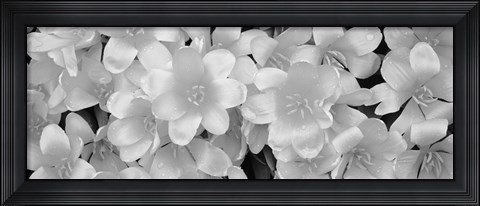 Framed Close-Up Of Yellow Tulips Print