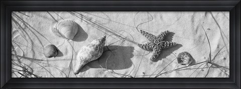 Framed Close-up of a starfish and seashells on the beach, Dauphin Island, Alabama, USA Print