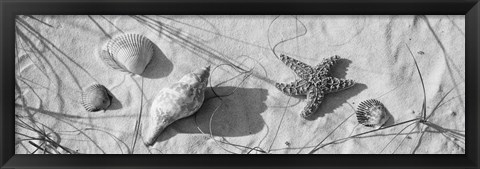 Framed Close-up of a starfish and seashells on the beach, Dauphin Island, Alabama, USA Print