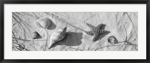 Framed Close-up of a starfish and seashells on the beach, Dauphin Island, Alabama, USA Print