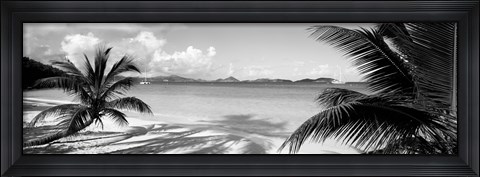 Framed Palm trees on the beach, US Virgin Islands, USA Print