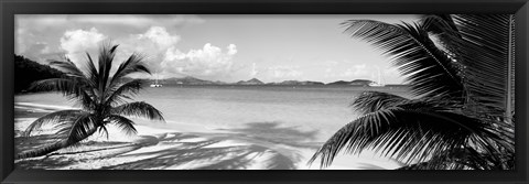 Framed Palm trees on the beach, US Virgin Islands, USA Print