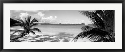 Framed Palm trees on the beach, US Virgin Islands, USA Print