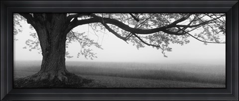Framed Tree in a farm, Knox Farm State Park, East Aurora, New York State, USA Print