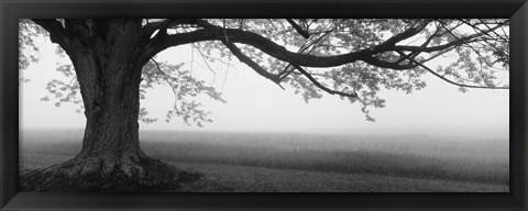 Framed Tree in a farm, Knox Farm State Park, East Aurora, New York State, USA Print