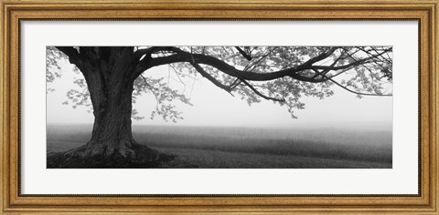 Framed Tree in a farm, Knox Farm State Park, East Aurora, New York State, USA Print