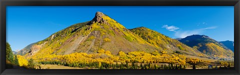 Framed Aspen trees on mountain, Anvil Mountain, Million Dollar Highway, Silverton, Colorado, USA Print