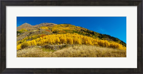 Framed Aspen trees on mountain, Alpine Loop Scenic Backway, San Juan National Forest, Colorado, USA Print