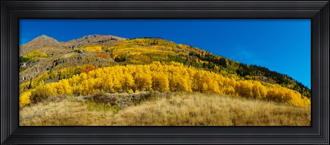 Framed Aspen trees on mountain, Alpine Loop Scenic Backway, San Juan National Forest, Colorado, USA Print