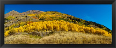 Framed Aspen trees on mountain, Alpine Loop Scenic Backway, San Juan National Forest, Colorado, USA Print