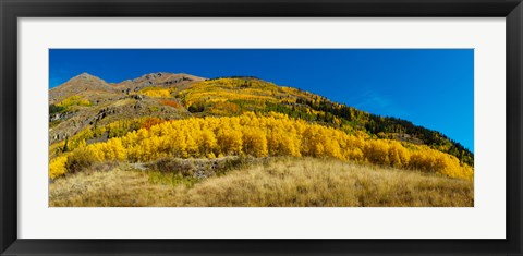 Framed Aspen trees on mountain, Alpine Loop Scenic Backway, San Juan National Forest, Colorado, USA Print