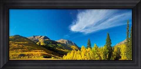 Framed Aspen trees on a mountain, Mt Hayden, Uncompahgre National Forest, Colorado, USA Print