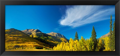 Framed Aspen trees on a mountain, Mt Hayden, Uncompahgre National Forest, Colorado, USA Print