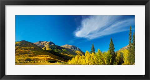 Framed Aspen trees on a mountain, Mt Hayden, Uncompahgre National Forest, Colorado, USA Print