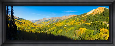 Framed Aspen trees on a mountain, Red Mountain, San Juan National Forest, Colorado, USA Print