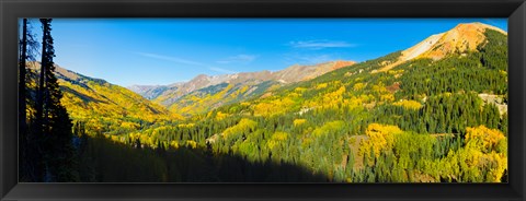 Framed Aspen trees on a mountain, Red Mountain, San Juan National Forest, Colorado, USA Print