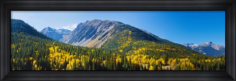 Framed Aspen trees on mountain, Little Giant Peak, King Solomon Mountain, San Juan National Forest, Colorado, USA Print